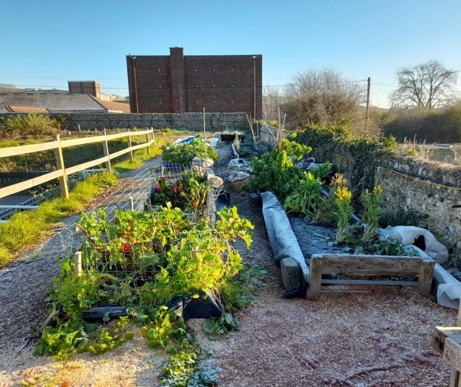 Read more about the article A visit to Lewes FC Community Kitchen Garden ‘Brad’s Pit’