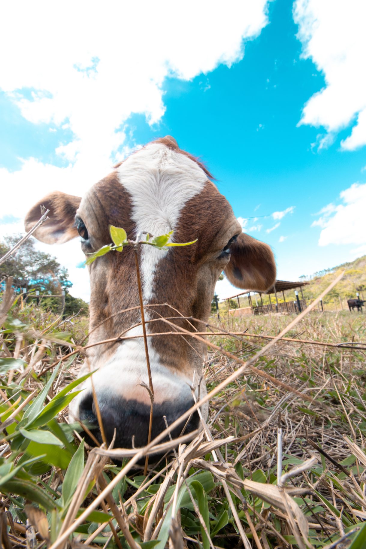 Read more about the article Why Regenerative Farming Matters in Lewes District